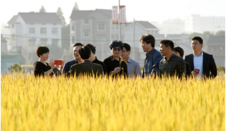 杭州市農(nóng)業(yè)局和財政局領(lǐng)導(dǎo)考察杭種集團水稻超高產(chǎn)示范現(xiàn)場