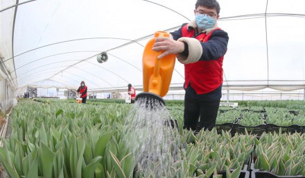 浙江安吉：青年志愿者助力鮮花銷售