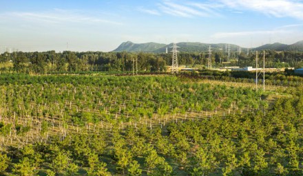 昌平區(qū)今年計劃新增造林1.6萬畝 35種節(jié)水植物優(yōu)先“上崗”