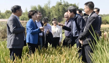 劉嬪珺副市長帶隊調(diào)研集團(tuán)育種創(chuàng)新工作