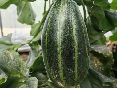 豐脆1號(hào)