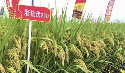 “浙杭優210“閃耀2024浙江·長江下游水稻新品種大會，浙杭優系列秈粳雜交稻再獲推薦