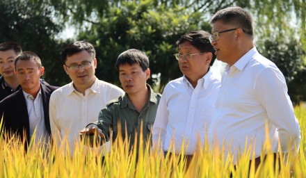 911.8公斤！杭州種業(yè)集團(tuán)浙杭優(yōu)向畝產(chǎn)噸糧發(fā)起沖鋒
